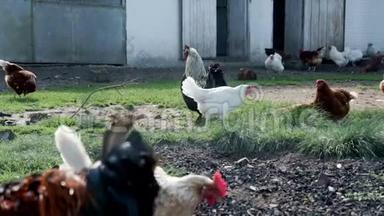 鸡和公鸡在家禽农场的鸟场里散步。 农村农业